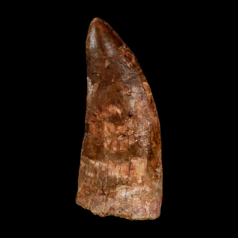 XL 3.3" Carcharodontosaurus Serrated Fossil Tooth Cretaceous Theropod Dinosaur COA - Fossil Age Minerals