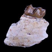 1" Mesohippus Fossil Jaw Teeth Three Toed Horse Oligocene Age SD Badlands COA