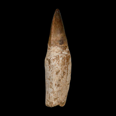 3.4" Mosasaur Prognathodon Fossil Tooth Rooted Cretaceous Dinosaur Era COA