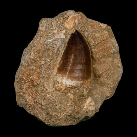 1.9" Mosasaur Prognathodon Fossil Tooth In Matrix Cretaceous Dinosaur Era COA