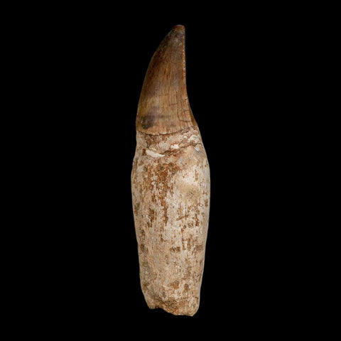 3.4" Mosasaur Prognathodon Fossil Tooth Rooted Cretaceous Dinosaur Era COA