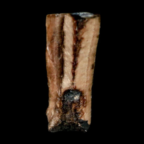 0.4" Corythosaurus Fossil  Tooth Judith River FM MT Cretaceous Dinosaur COA, Display