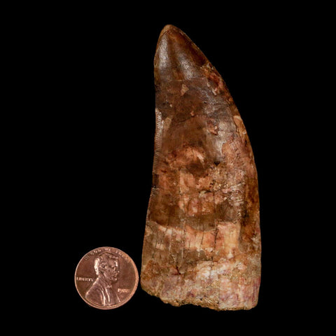 XL 3.3" Carcharodontosaurus Serrated Fossil Tooth Cretaceous Theropod Dinosaur COA - Fossil Age Minerals