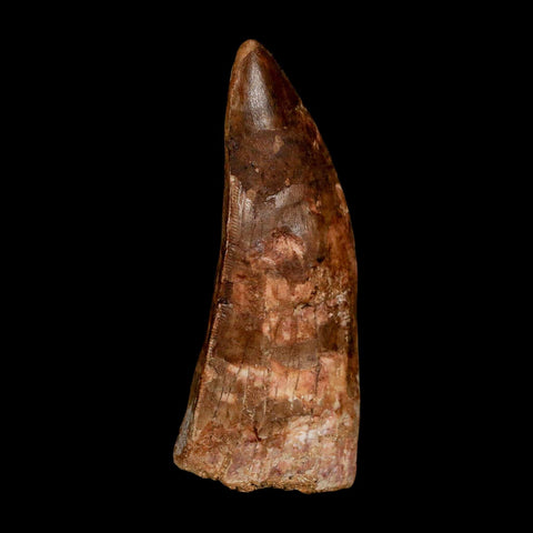 XL 3.3" Carcharodontosaurus Serrated Fossil Tooth Cretaceous Theropod Dinosaur COA - Fossil Age Minerals