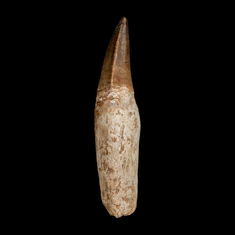3.4" Mosasaur Prognathodon Fossil Tooth Rooted Cretaceous Dinosaur Era COA