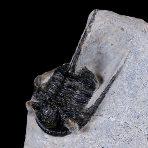 1.2" Cyphaspis Otarion Spiny Trilobite Fossil Devonian Age 400 Mil Yrs Old COA - Fossil Age Minerals