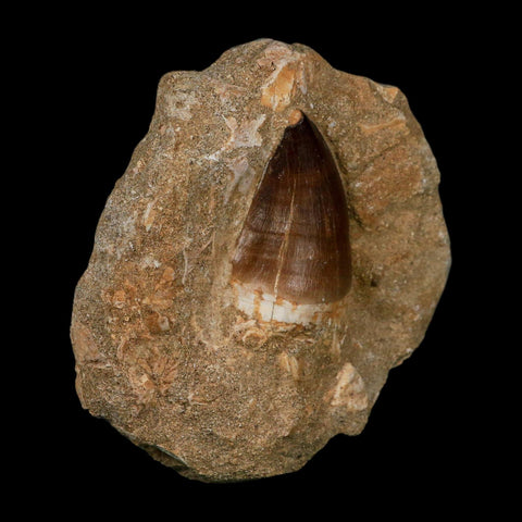 1.9" Mosasaur Prognathodon Fossil Tooth In Matrix Cretaceous Dinosaur Era COA