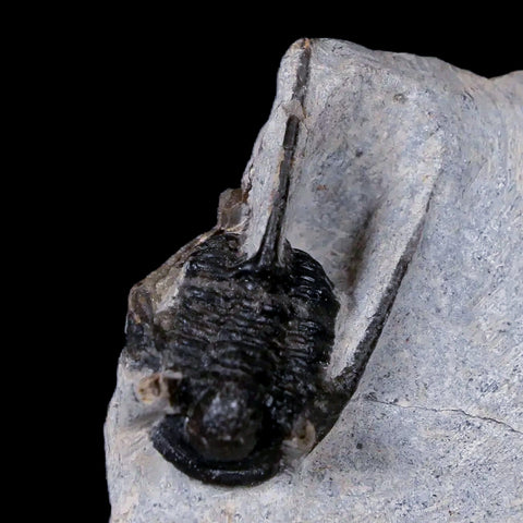 1.2" Cyphaspis Otarion Spiny Trilobite Fossil Devonian Age 400 Mil Yrs Old COA - Fossil Age Minerals