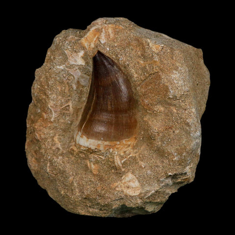 1.9" Mosasaur Prognathodon Fossil Tooth In Matrix Cretaceous Dinosaur Era COA