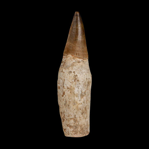 3.4" Mosasaur Prognathodon Fossil Tooth Rooted Cretaceous Dinosaur Era COA