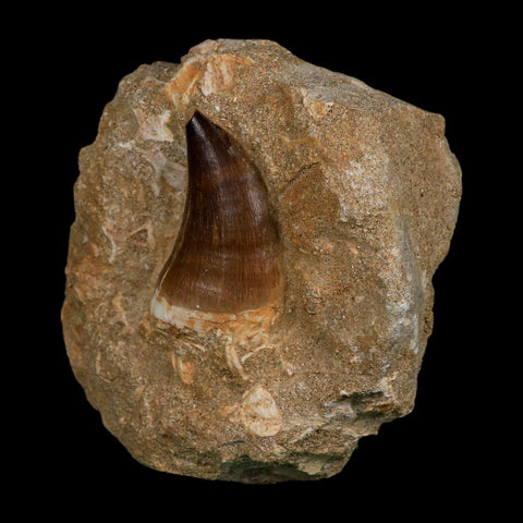 1.9" Mosasaur Prognathodon Fossil Tooth In Matrix Cretaceous Dinosaur Era COA