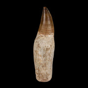 3.4" Mosasaur Prognathodon Fossil Tooth Rooted Cretaceous Dinosaur Era COA