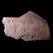 10.1" Presbyornis Sp Fossilized Bird Footprint Trackway Green River Formation Utah