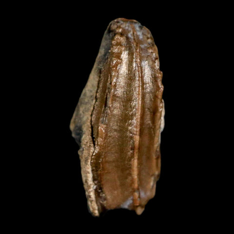 0.5" Brachylophosaurus Fossil Tooth Cretaceous Dinosaur Judith River, MT COA