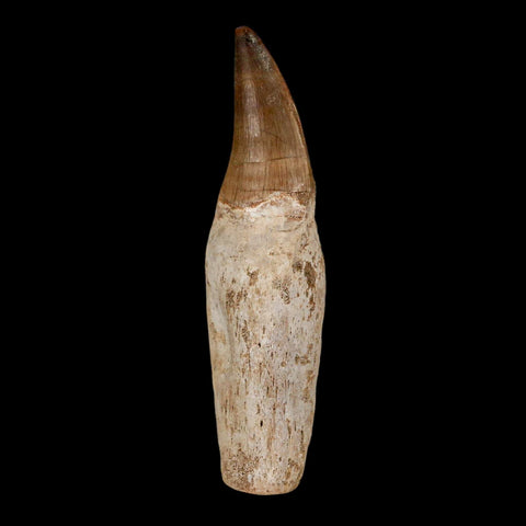 3.4" Mosasaur Prognathodon Fossil Tooth Rooted Cretaceous Dinosaur Era COA