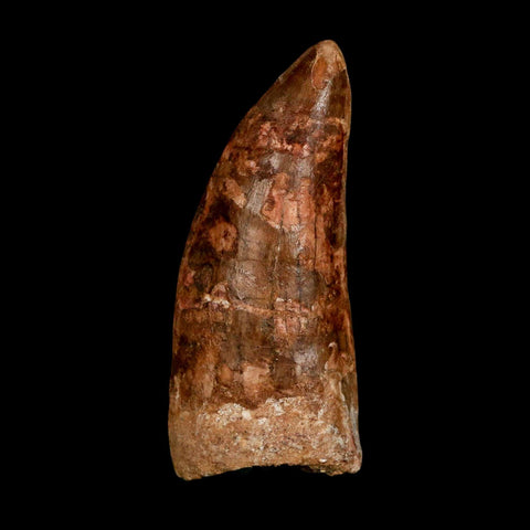 XL 3.3" Carcharodontosaurus Serrated Fossil Tooth Cretaceous Theropod Dinosaur COA - Fossil Age Minerals