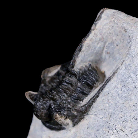 1.2" Cyphaspis Otarion Spiny Trilobite Fossil Devonian Age 400 Mil Yrs Old COA - Fossil Age Minerals