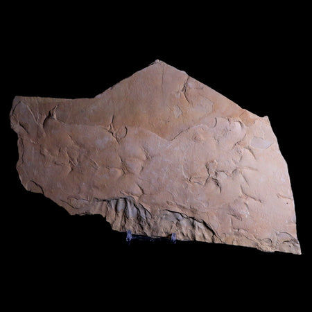 10.1" Presbyornis Sp Fossilized Bird Footprint Trackway Green River Formation Utah