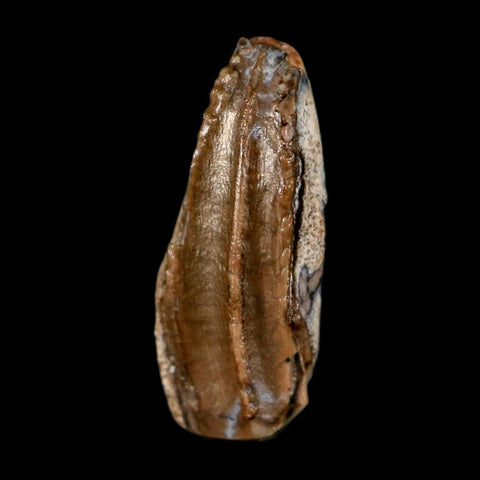 0.5" Brachylophosaurus Fossil Tooth Cretaceous Dinosaur Judith River, MT COA