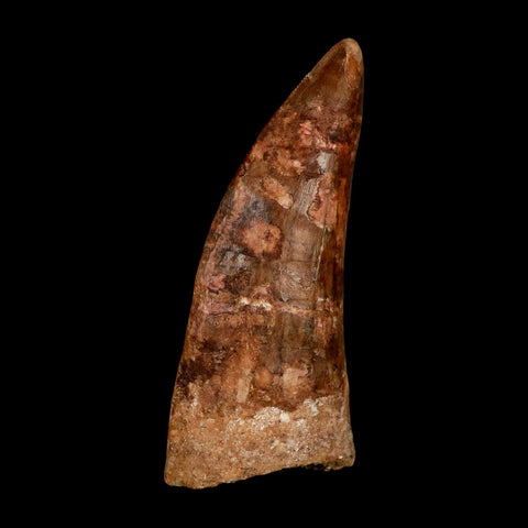 XL 3.3" Carcharodontosaurus Serrated Fossil Tooth Cretaceous Theropod Dinosaur COA - Fossil Age Minerals