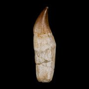 3.3" Halisaurus Mosasaur Fossil Tooth Rooted Cretaceous Dinosaur Era COA Stand