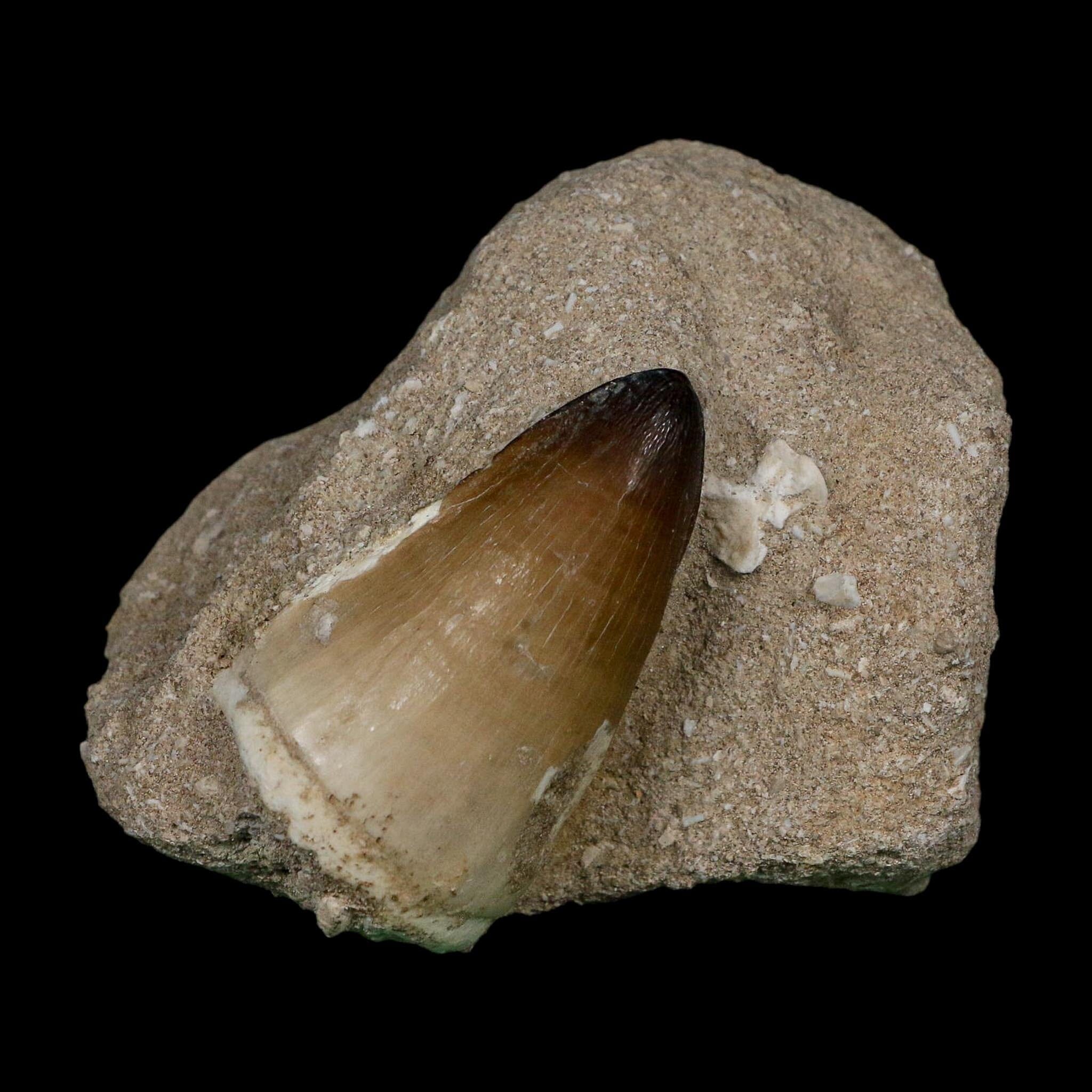 XL 2" Mosasaur Curri Fossil Tooth In Matrix Cretaceous Dinosaur Era COA - Fossil Age Minerals