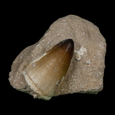 XL 2" Mosasaur Curri Fossil Tooth In Matrix Cretaceous Dinosaur Era COA