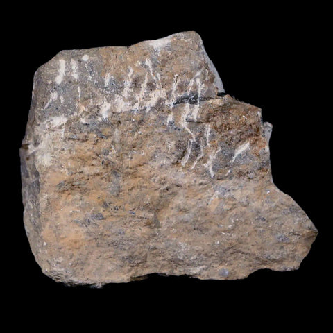 1.2" Cyphaspis Otarion Spiny Trilobite Fossil Devonian Age 400 Mil Yrs Old COA - Fossil Age Minerals