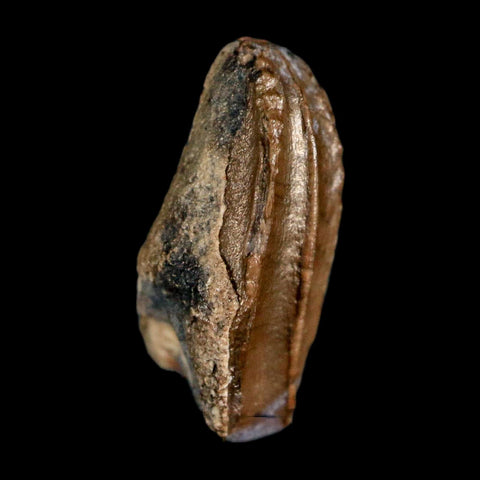 0.5" Brachylophosaurus Fossil Tooth Cretaceous Dinosaur Judith River, MT COA