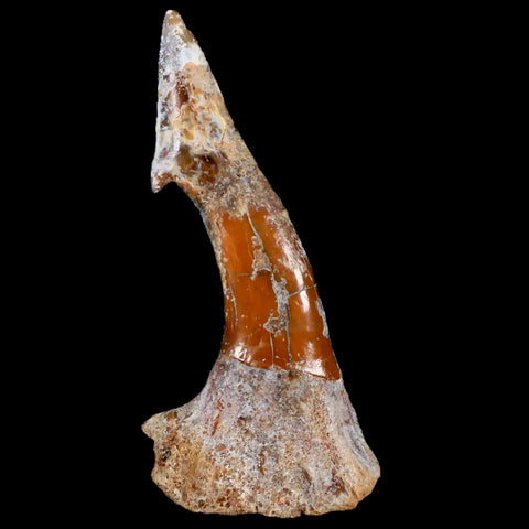 XL 2.5" Sawfish Fossil Tooth Barb Onchopristis Numidus Cretaceous Dinosaur Era COA - Fossil Age Minerals