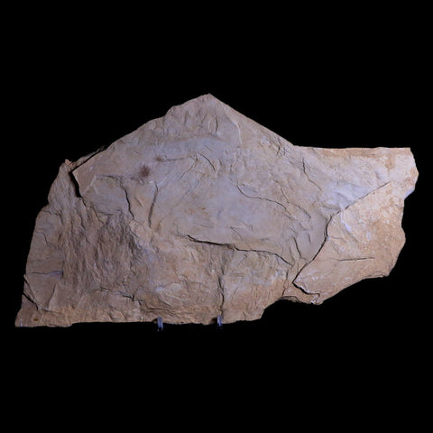 10.1" Presbyornis Sp Fossilized Bird Footprint Trackway Green River Formation Utah - Fossil Age Minerals