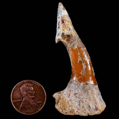 XL 2.5" Sawfish Fossil Tooth Barb Onchopristis Numidus Cretaceous Dinosaur Era COA - Fossil Age Minerals