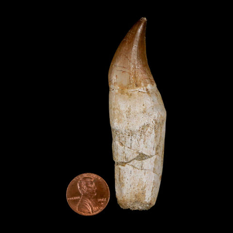 3.3" Halisaurus Mosasaur Fossil Tooth Rooted Cretaceous Dinosaur Era COA Stand