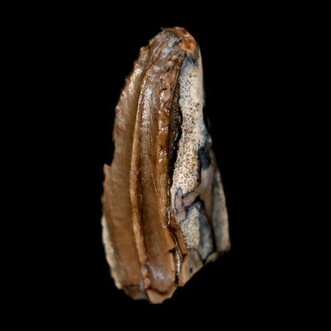 0.5" Brachylophosaurus Fossil Tooth Cretaceous Dinosaur Judith River, MT COA