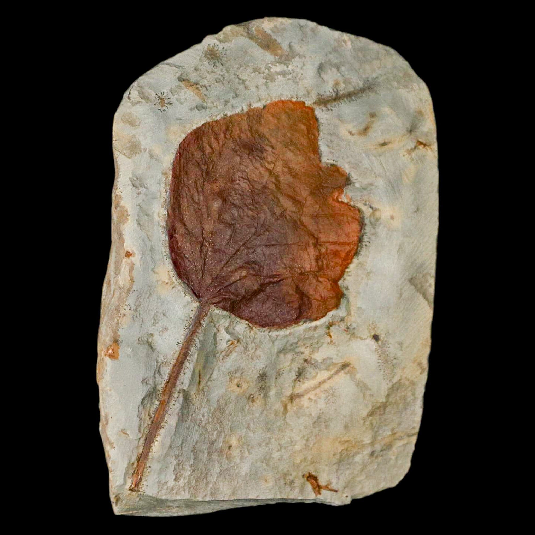 3.2" Zizyphoides Flabellum Fossil Plant Leaf Fort Union Glendive MT Paleocene Age - Fossil Age Minerals