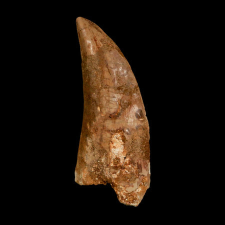 XL 3.3" Carcharodontosaurus Serrated Fossil Tooth Cretaceous Theropod Dinosaur COA