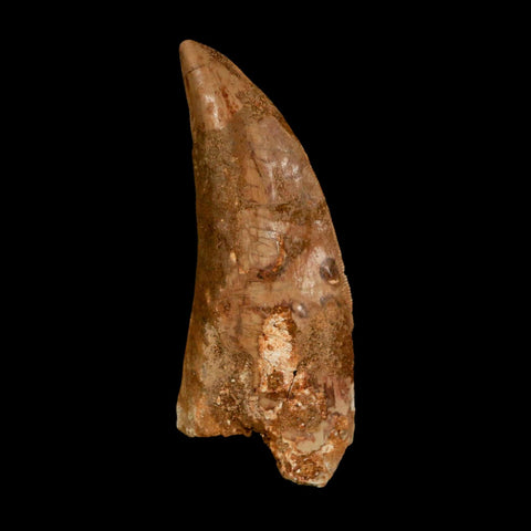 XL 3.3" Carcharodontosaurus Serrated Fossil Tooth Cretaceous Theropod Dinosaur COA - Fossil Age Minerals