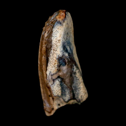 0.5" Brachylophosaurus Fossil Tooth Cretaceous Dinosaur Judith River, MT COA