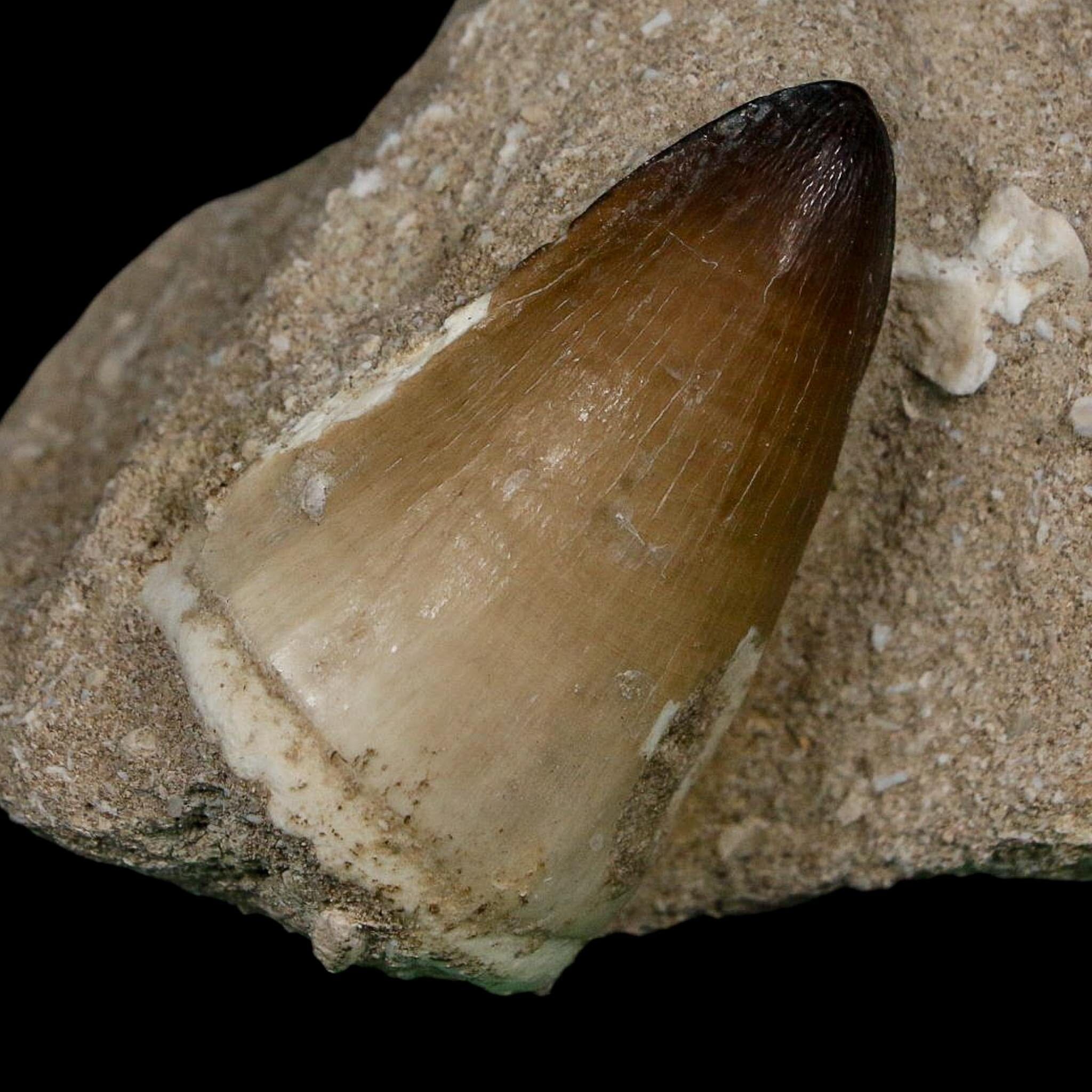 XL 2" Mosasaur Curri Fossil Tooth In Matrix Cretaceous Dinosaur Era COA - Fossil Age Minerals