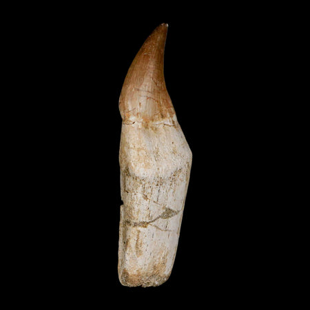 3.3" Halisaurus Mosasaur Fossil Tooth Rooted Cretaceous Dinosaur Era COA Stand