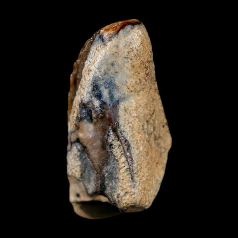 0.5" Brachylophosaurus Fossil Tooth Cretaceous Dinosaur Judith River, MT COA