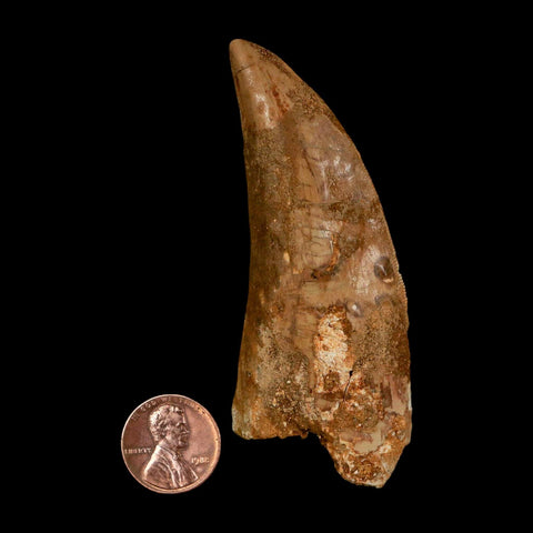 XL 3.3" Carcharodontosaurus Serrated Fossil Tooth Cretaceous Theropod Dinosaur COA - Fossil Age Minerals