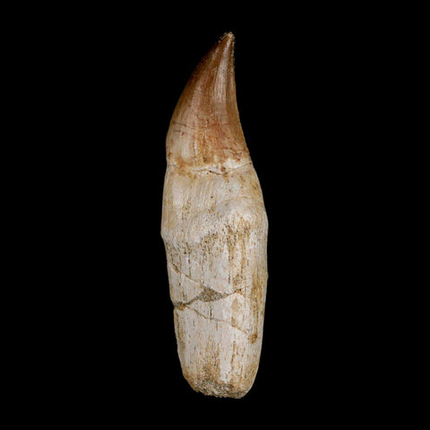 3.3" Halisaurus Mosasaur Fossil Tooth Rooted Cretaceous Dinosaur Era COA Stand