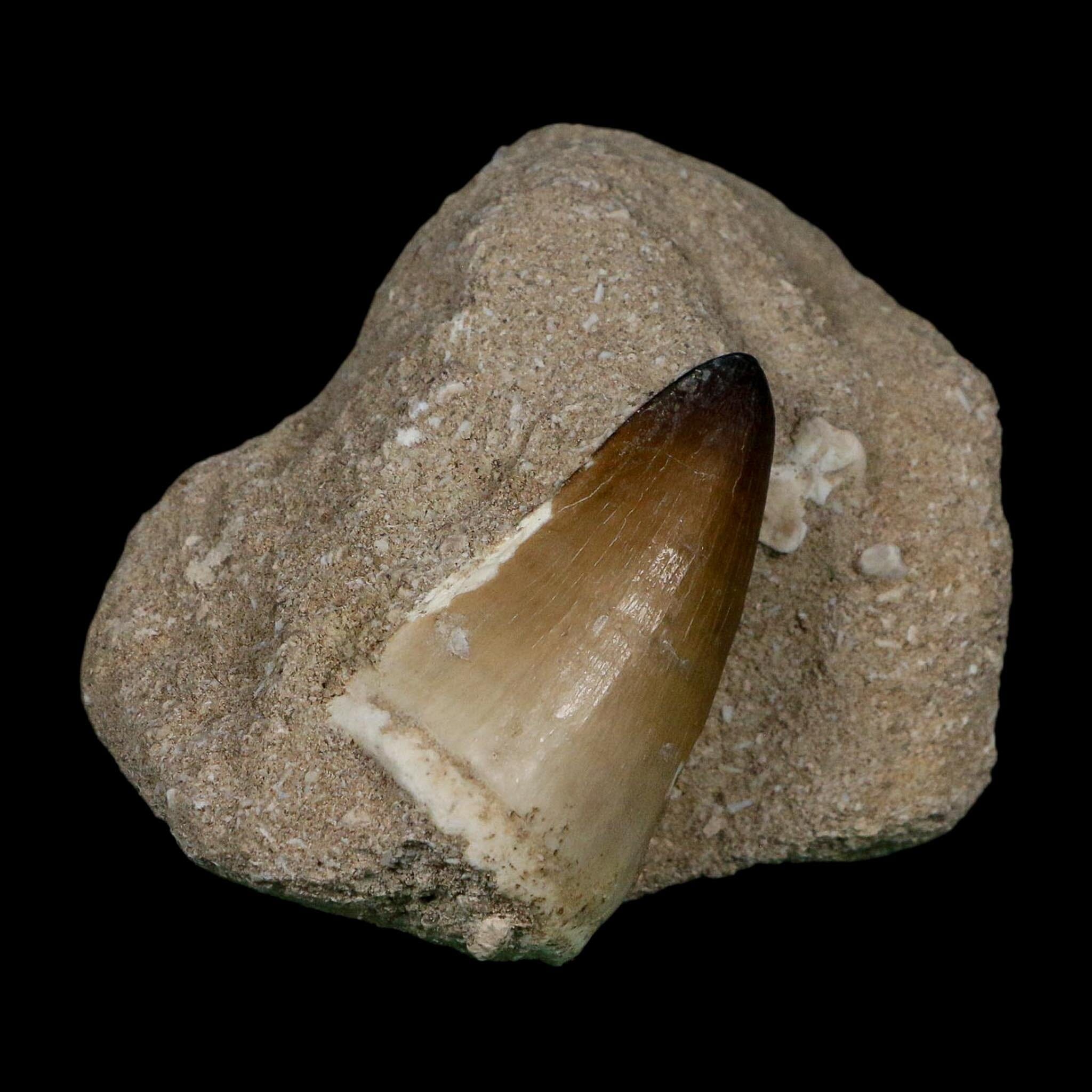 XL 2" Mosasaur Curri Fossil Tooth In Matrix Cretaceous Dinosaur Era COA - Fossil Age Minerals