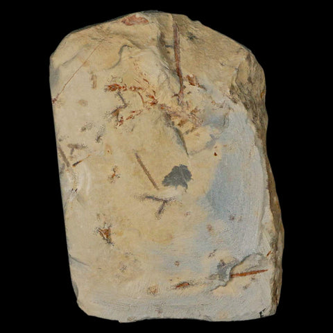 3.2" Zizyphoides Flabellum Fossil Plant Leaf Fort Union Glendive MT Paleocene Age
