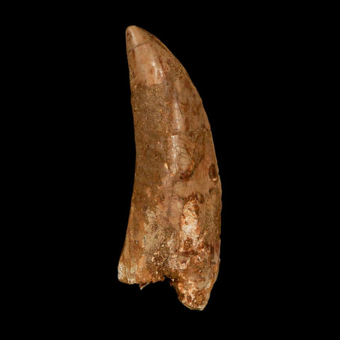 XL 3.3" Carcharodontosaurus Serrated Fossil Tooth Cretaceous Theropod Dinosaur COA - Fossil Age Minerals