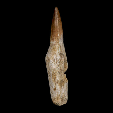3.3" Halisaurus Mosasaur Fossil Tooth Rooted Cretaceous Dinosaur Era COA Stand