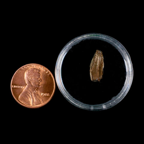 0.5" Brachylophosaurus Fossil Tooth Cretaceous Dinosaur Judith River, MT COA