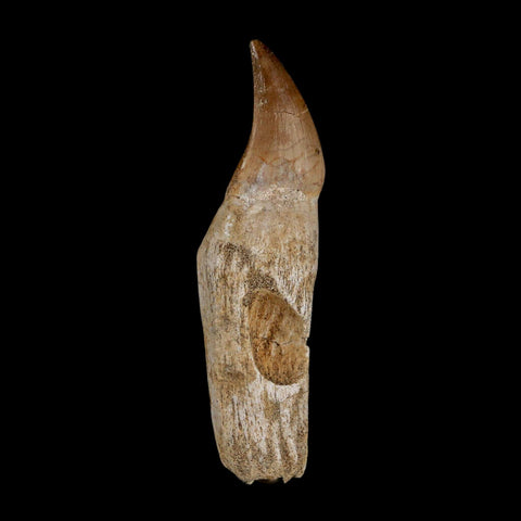 3.3" Halisaurus Mosasaur Fossil Tooth Rooted Cretaceous Dinosaur Era COA Stand