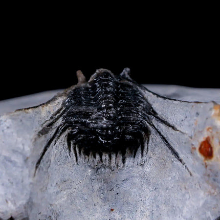 1.4" Leonaspis Sp Spiny Trilobite Fossil Morocco Devonian Age 400 Mil Yrs Old COA